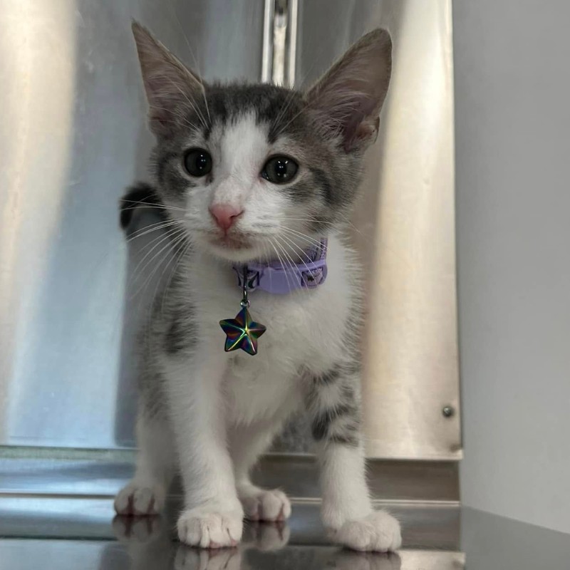 kitten after receiving vaccine at the Broomall Animal Hospital