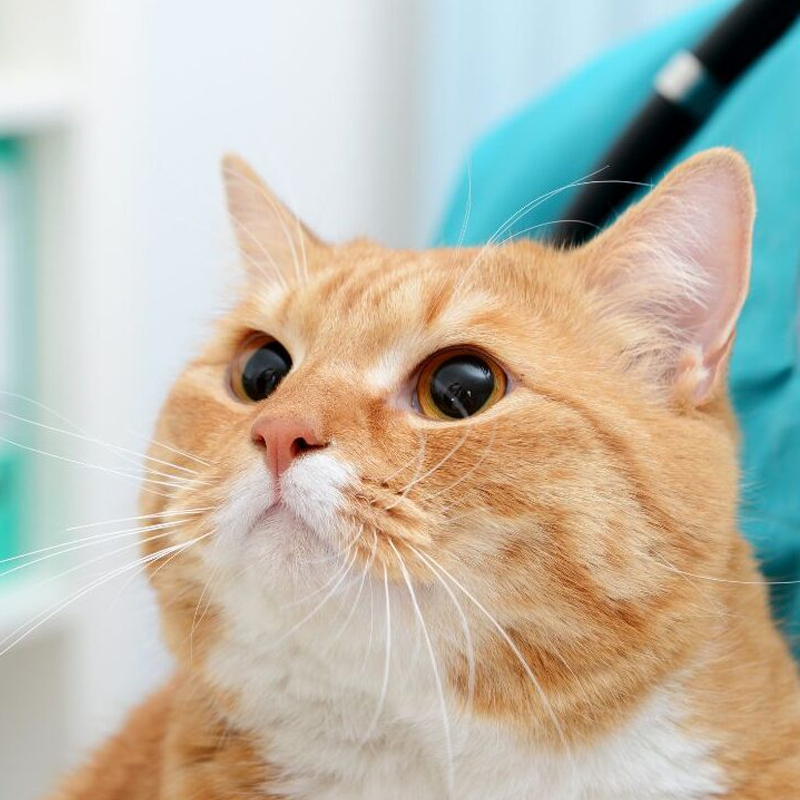 cat at the animal hospital