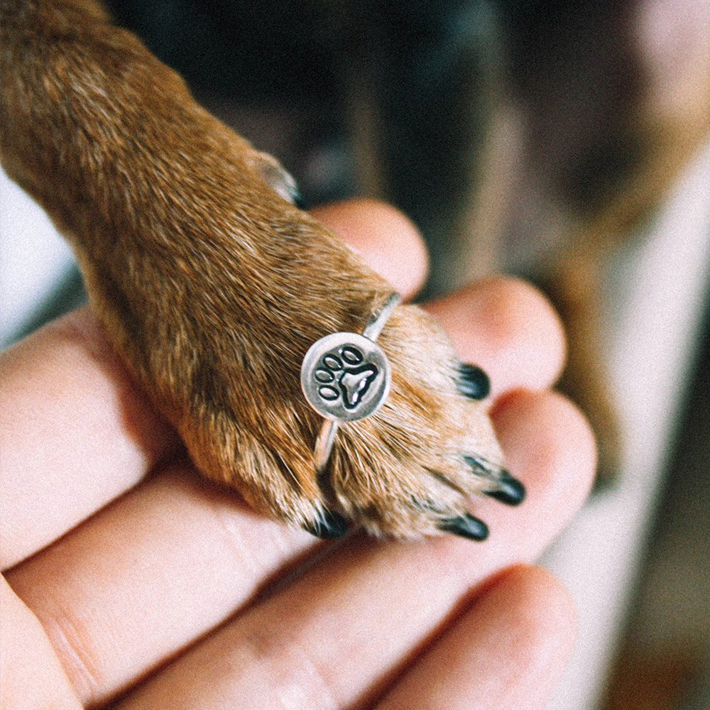 pet vaccination icon