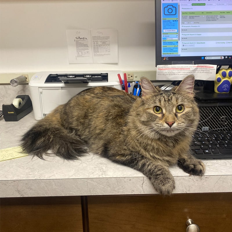 Comprehensive-Pet-Checkups