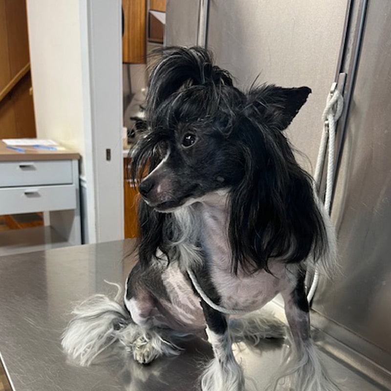 Flea-and-Tick-Prevention
