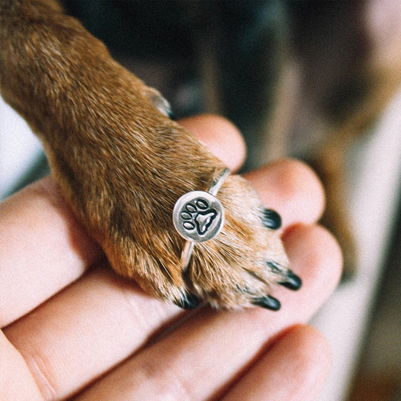 Hospice-&-Euthanasia-banner