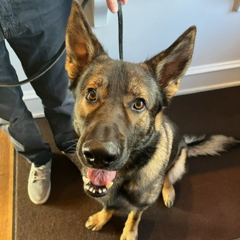 Pet-Microchipping-banner