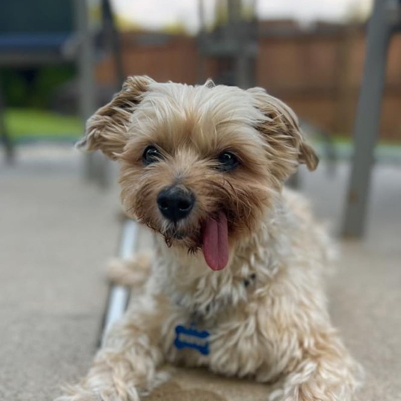 Relief-for-Dog-&-Cat-Allergies