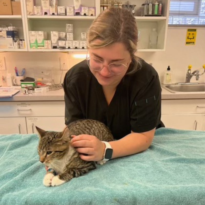 Veterinary-Surgery-banner