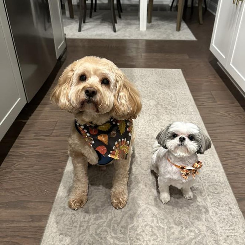 When-to-Start-Pet-Dental-Care