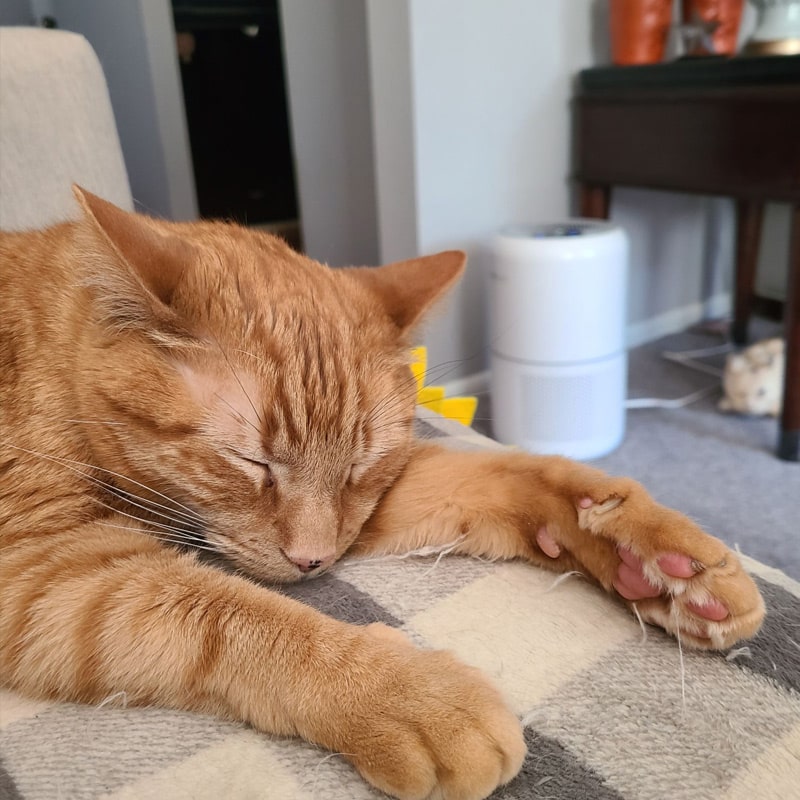 Why-Spay-and-Neuter-Matters