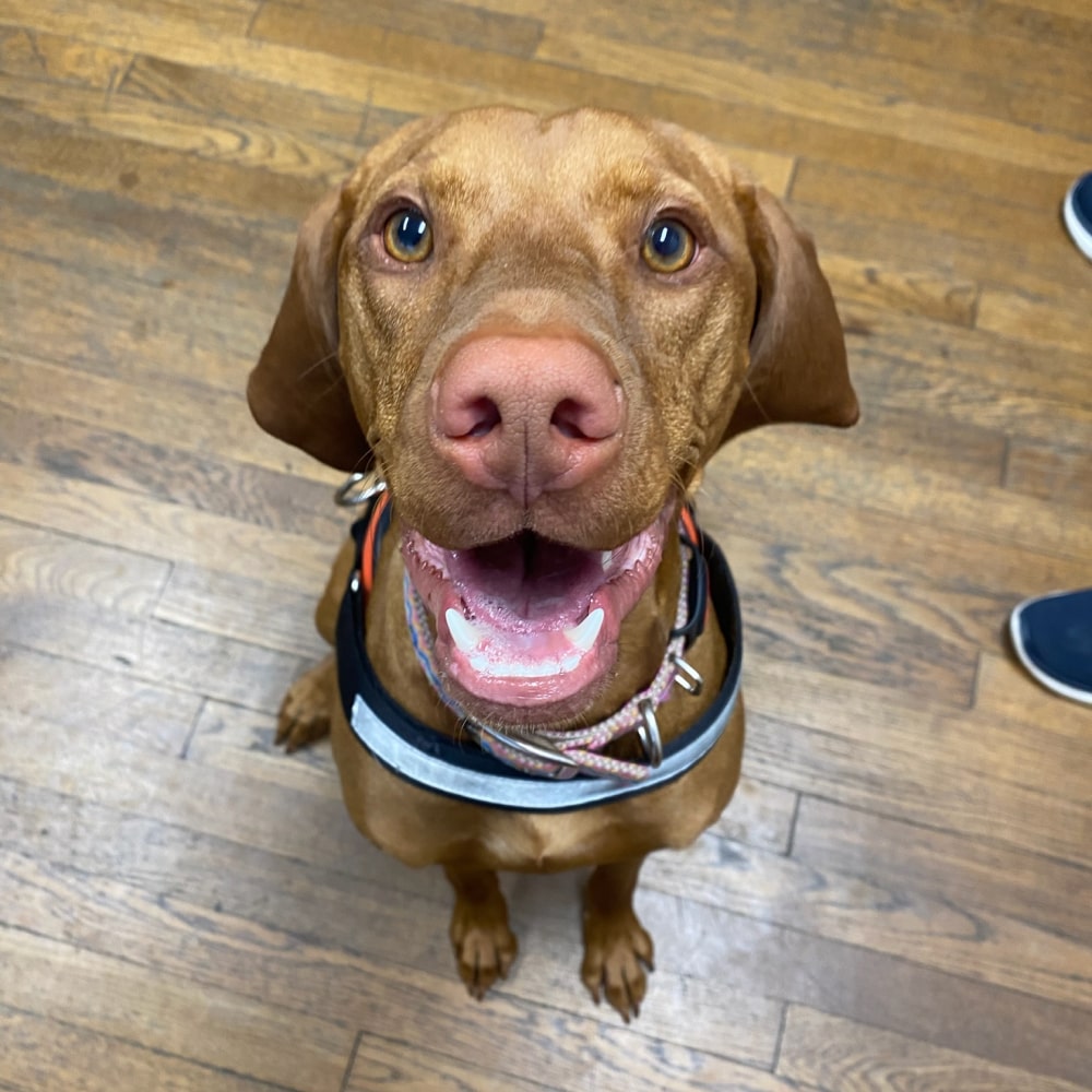 Happy dog sitting on a floor