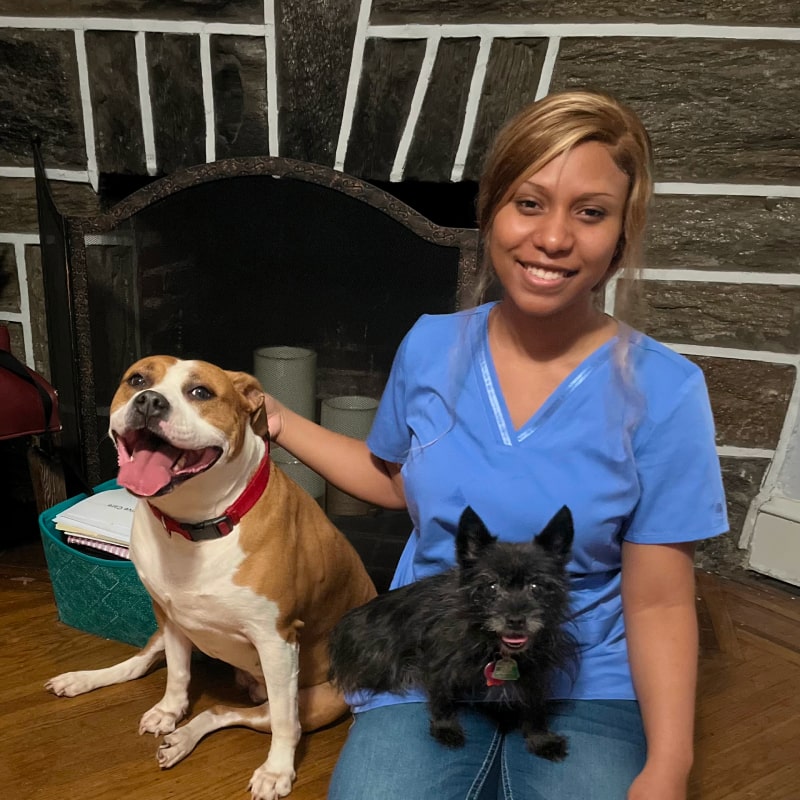 Summer with two pet dogs